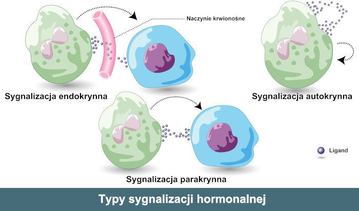 Sygnalizacja hormonalna na drodze endokrynnej, parakrynnej i autokrynnej. Źródło: shutterstock