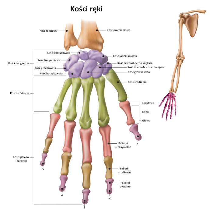 Szkielet ręki człowieka tworzą kości nadgarstka, śródręcza i palców. Źródło: shutterstock