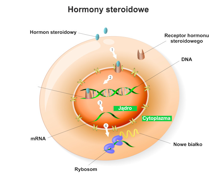Mechanizm działania hormonów steroidowych. Źródło: shutterstock