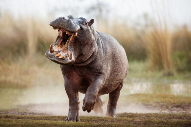 Agresywny hipopotam podczas ataku lądowego. Źródło: PhotocechCZ/Shutterstock Agresywny hipopotam podczas ataku lądowego. Źródło: PhotocechCZ/Shutterstock