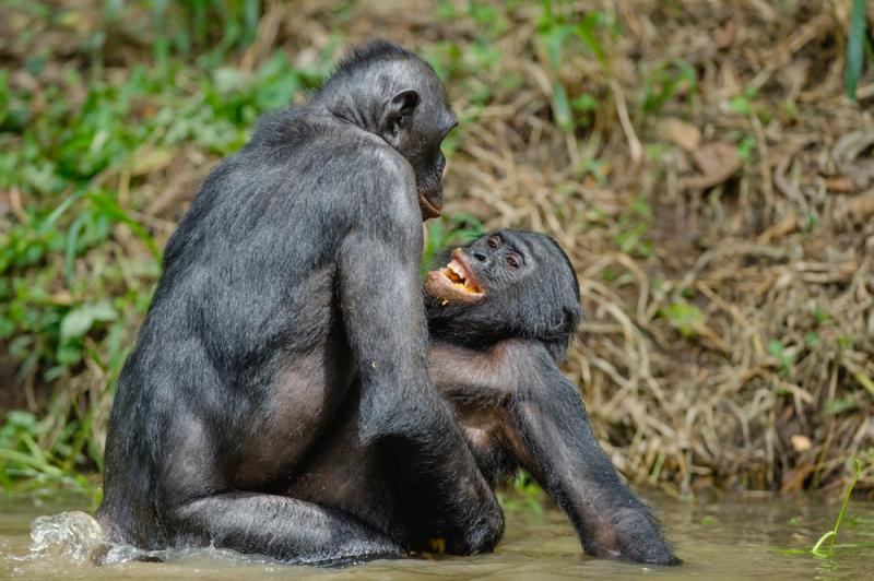 Współżyjące bonobo. Źródło: Sergey Uryadnikov/Shutterstock