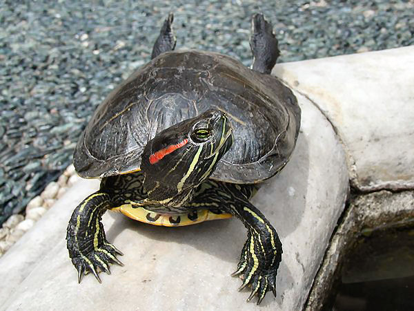 Fot.: Żółw czerwonolicy to gatunek obcy inwazyjny zagrażający rodzimej przyrodzie