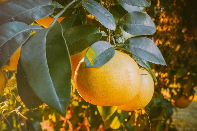Drzewo grejpfruta . Źródło: Maria Surtu/Shutterstock