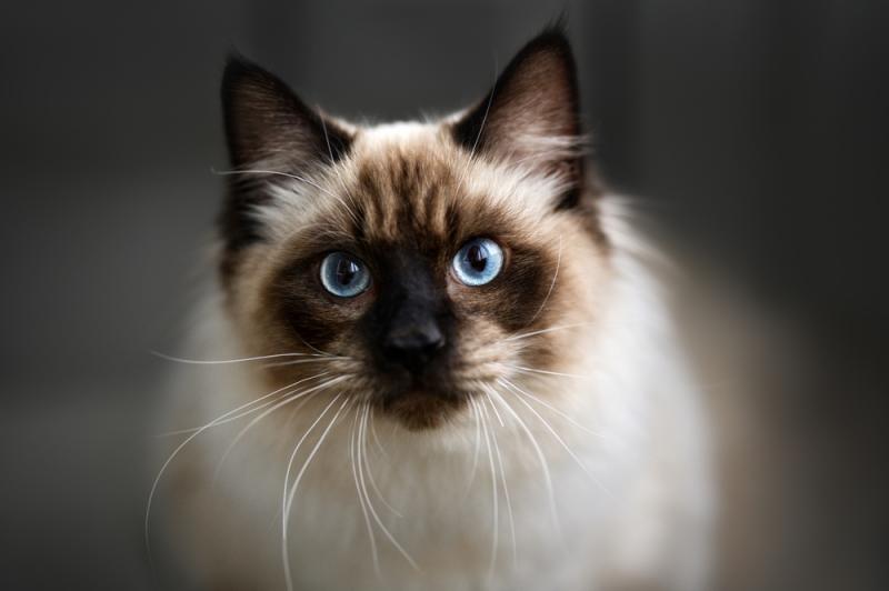 Ragdoll jest szczególnie cenioną rasą kotów terapeutycznych. Źródło: shutterstock