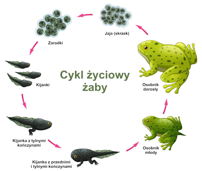 Cykl życiowy żaby. Źródło: shutterstock Cykl życiowy żaby. Źródło: shutterstock