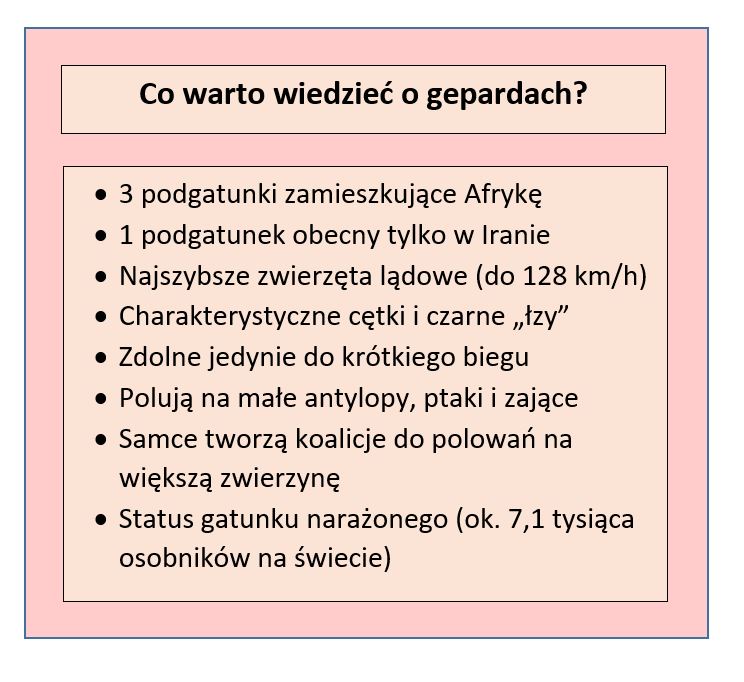 Tabela przedstawiająca fakty o gepardzie; opracowanie własne Tabela przedstawiająca fakty o gepardzie; opracowanie własne