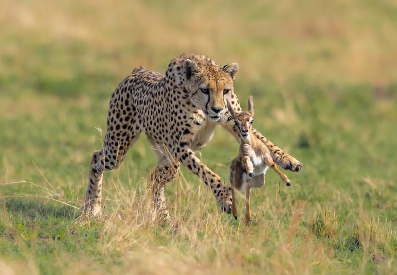 Gepard poluje głównie na drobne zwierzęta. Źródło: Vladimir Turkenich/shutterstock