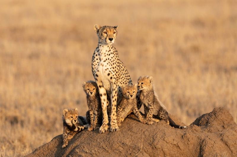 Gepardzia mama z młodymi. Źródło: Stu Porter/Shutterstock