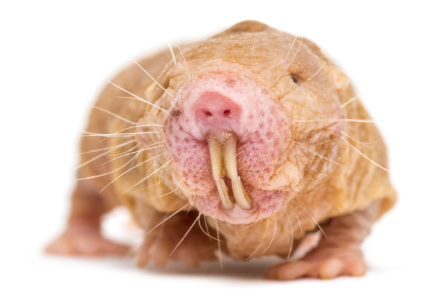 Wargi zamykające otwór ustny za wydatnymi siekaczami stanowią adaptację golca piaskowego (Heterocephalus glaber) do podziemnego trybu życia. Źródło: Eric Isselee/Shutterstock