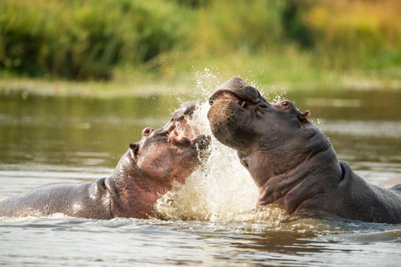 Hipopotamy bawiące się w wodzie. Źródło: etienneb07/Shutterstock