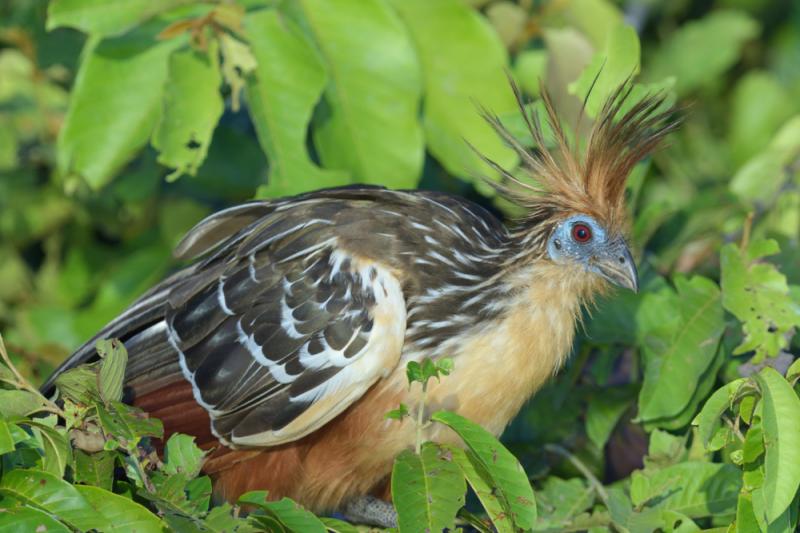 Hoacyn, czyli południowoamerykański ptak o wyjątkowo nieprzyjemnym zapachu. Źródło: Hugh Lansdown/Shutterstock