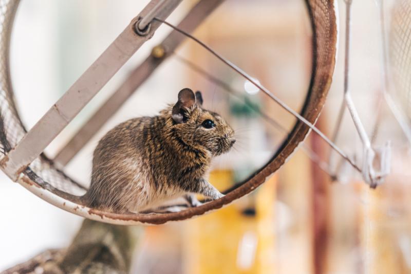Koszatniczki uwielbiają kołowrotki. Źródło: Ondra Vacek/shutterstock