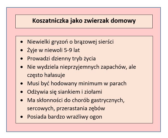 Tabela przedstawiająca cechy koszatniczki jako zwierzaka domowego; opracowanie własne