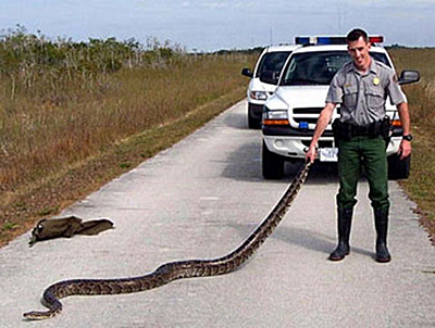 pyton Fot.: amerykanski policjant i złapany pyton