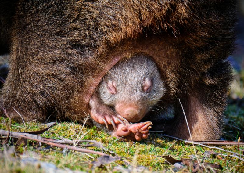 Mały wombat wystający z torby matki. Źródło: 3sby/Shutterstock
