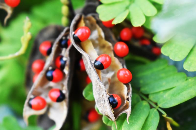 Modligroszek pospolity, fot. moolek skee /Shutterstock