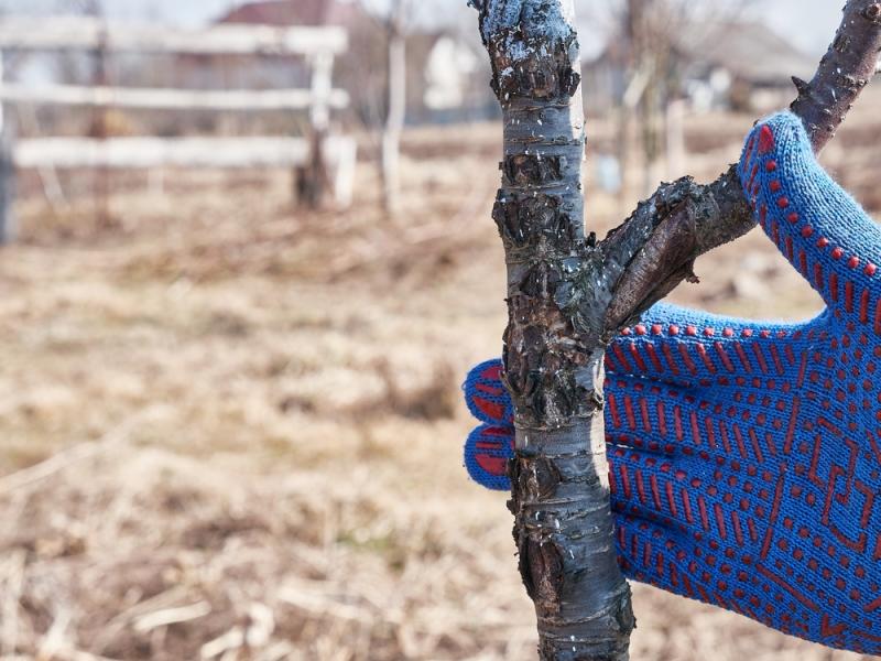 Popękana kora jako efekt zimowych zmian temperatur. Źródło: Vitstyle/Shutterstock