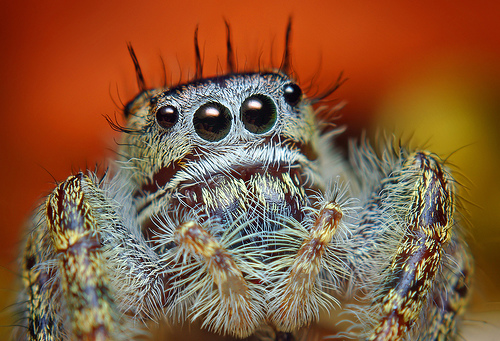 Phidippus putnami