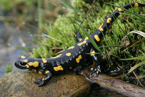 Salamandra plamista