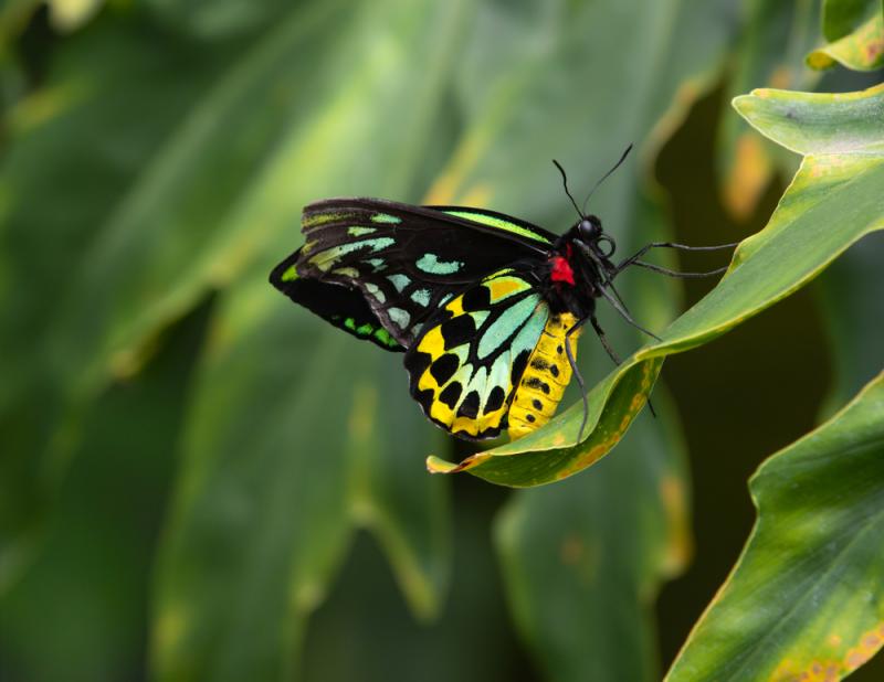 Motyl Ornithoptera alexandrae. Źródło: shutterstock