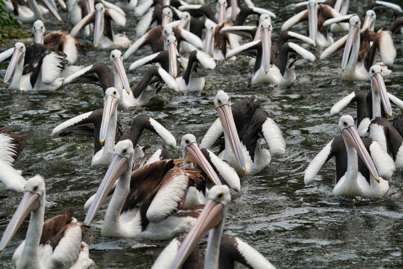 Pelikany australijskie, fot. shutterstock