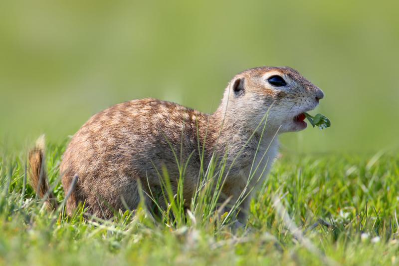 Suse Pere kowany Opis Wyst powanie I Zdj cia Zwierz Suse Suse Pere kowany Opis Wyst powanie I Zdj cia Zwierz Suse