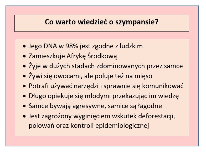 Tabela przedstawiająca charakterystykę szympansa; opracowanie własne