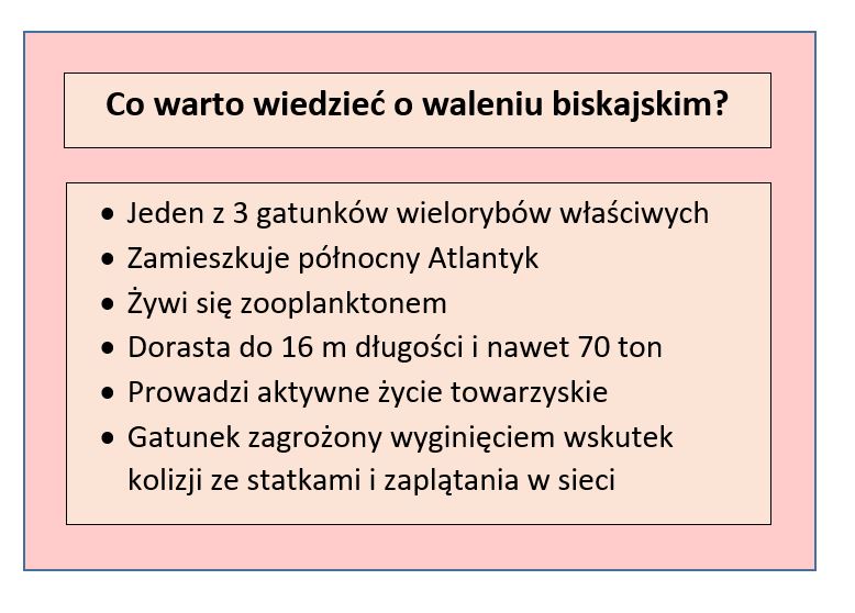 Tabela przedstawiająca podstawowe informacje o waleniu biskajskim; opracowanie własne
