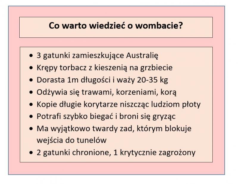 Tabela przedstawiająca fakty o wombacie; opracowanie własne
