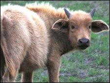 Fot.: Bawół albinos (BBC)