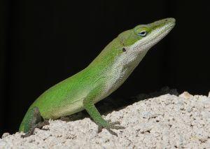 Fot.: anolis (shc.hu)