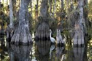 Fot.: Rodney Cammauf, Everglades National Park
