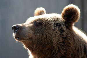 Fot.: niedźwiedź brunatny (sxc.hu)