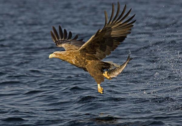 Fot.: bielik (Natural Research)