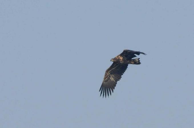 Fot.: Młody bielik w okolicach Warszawy (Michał Kaczorowski, boaedon.pl)
