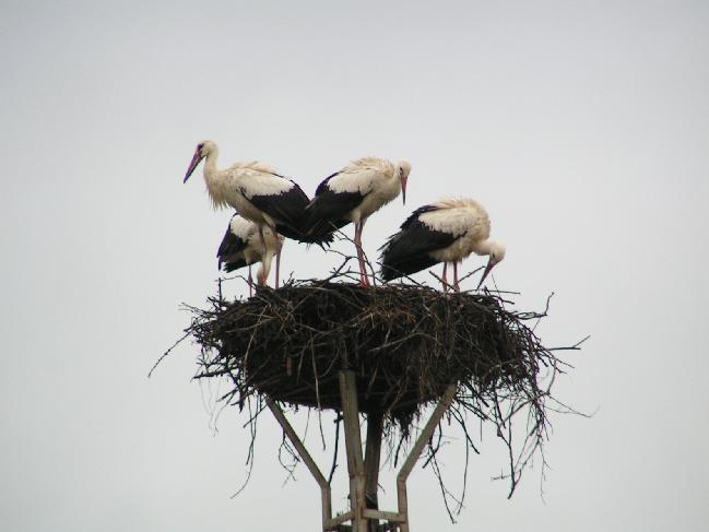 Bociany. Fot.: stock.xchng