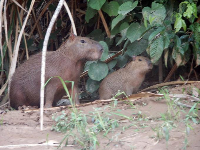 Fot.: kapibary w naturze (US GOV)