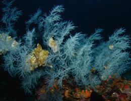 Fot.: Kolarowce z gatunku Antipathella subpinnata (ISPRA)