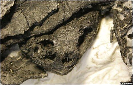 Fot.: czaszka odkrytego gatunku (Jérémy Anquetinm)