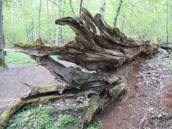 Fot.: Wikipedia, GNU