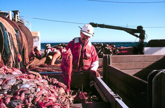 Fot.: Połowy dorsza na Atlantyku