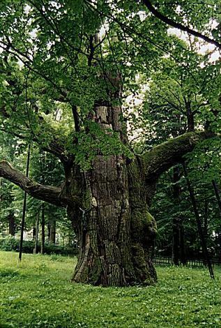 Fot.: Piotr Morawski