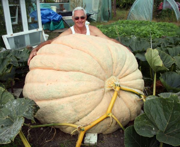 Fot.: Rekordzista z dynią olbrzymem