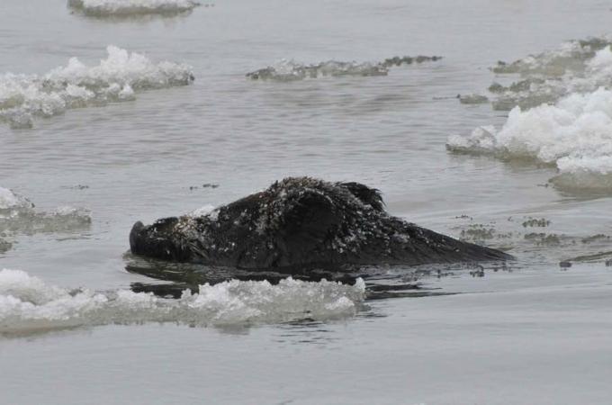 Fot.: dzik pływajacy w Wiśle, okolice mostu Grota-roweckiego w Warszawie (Michał Kaczorowski, boaedon.pl)