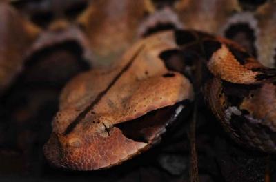 Fot.: Żmija gabońska - Bitis gabonica (MK)
