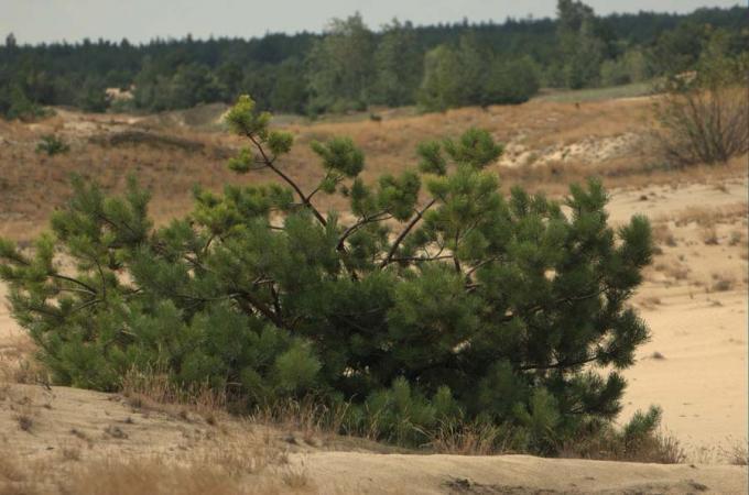 Fot.: Obszar Ochrony Krajobrazu Grochalskie Piachy na terenie KPN (Michał Kaczorowski, boaedon.pl)