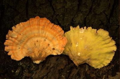 Fot.: Żółciak siarkowy - Laetiporus sulphureus (MK)