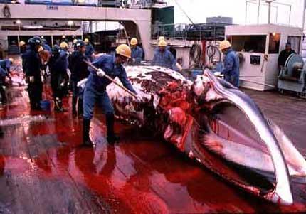 Pod pretekstem naukowych polowań, na japoński rynek trafia mięso i produkty z wielorybów. Fot. Greenpeace.org.uk