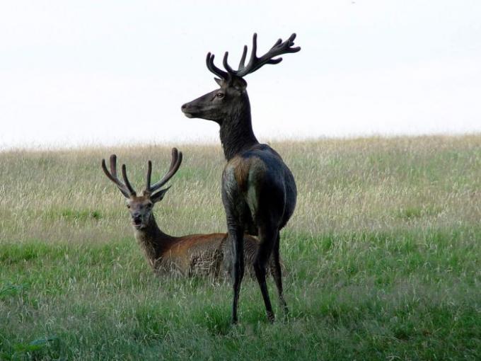 Fot.:darmowe-zdjęcia.org