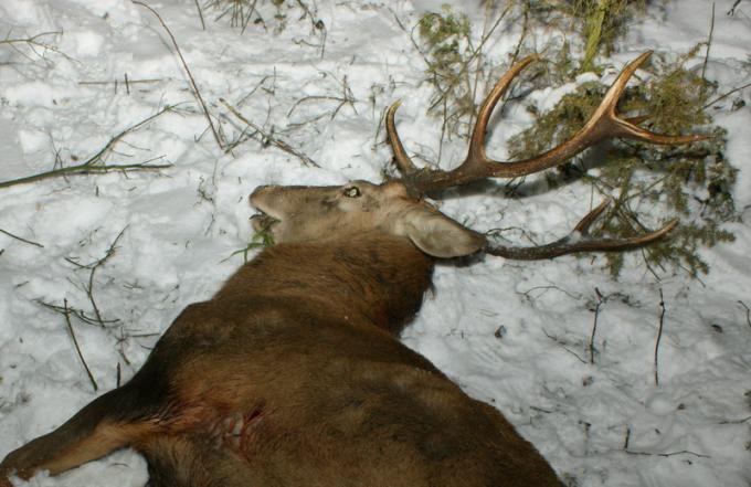 Fot.: skłusowany jeleń (Lasy Państwowe)